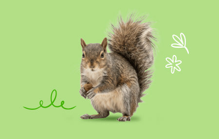 Wildlife